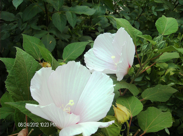 august 2012 174 - hibiscus Moscheoutos-2012