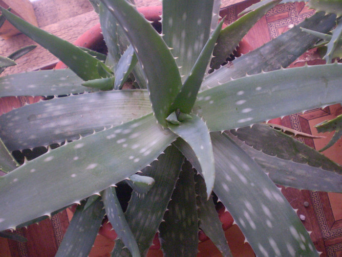 Aloe maculata syn saponaria