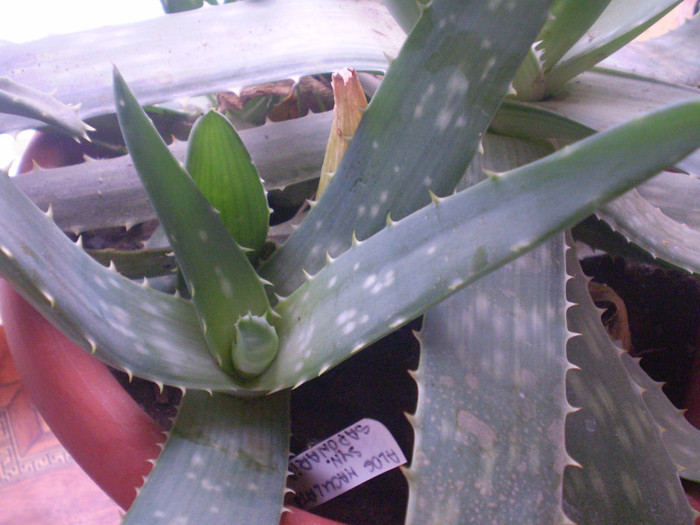 Aloe maculata syn saponaria