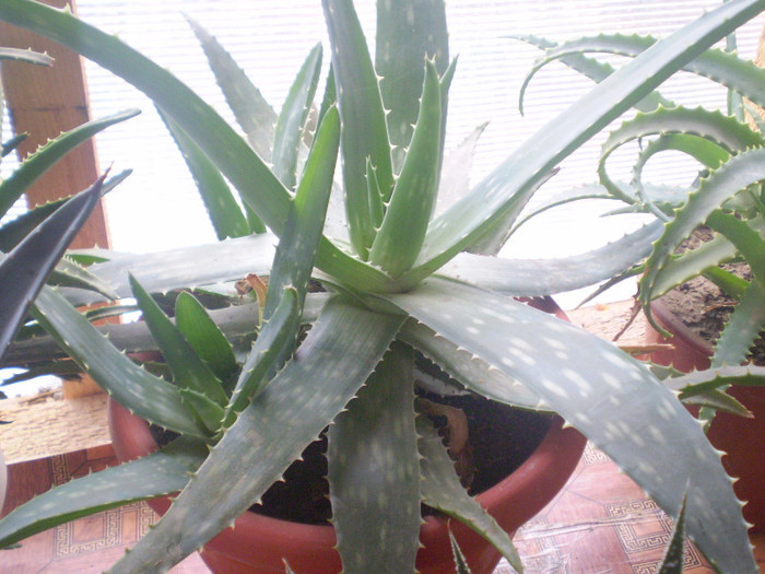 Aloe maculata syn saponaria
