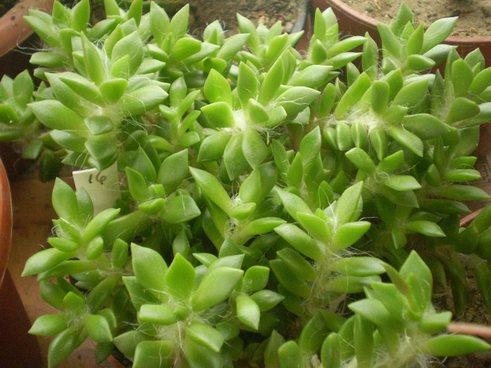Anacamperos rufescens