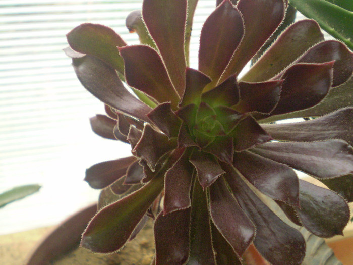 Aoenium arboreum v. atropurpureum - SUCULENTE