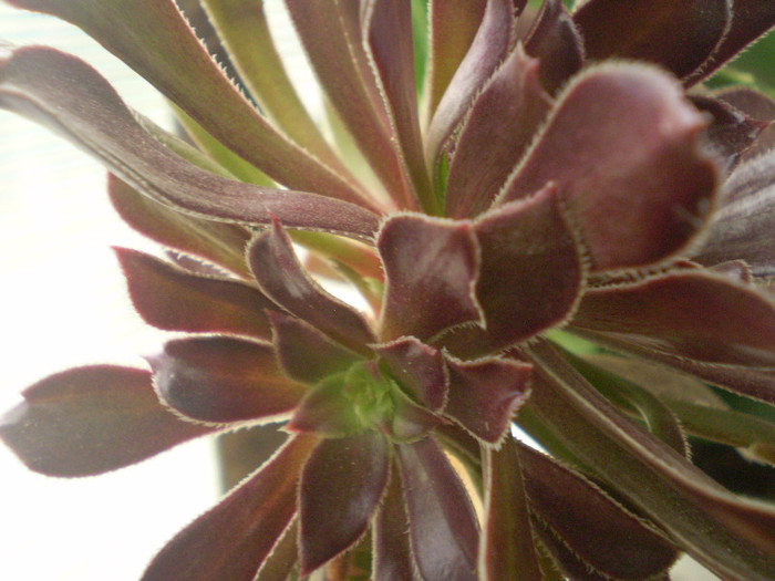 Aoenium arboreum v. atropurpureum