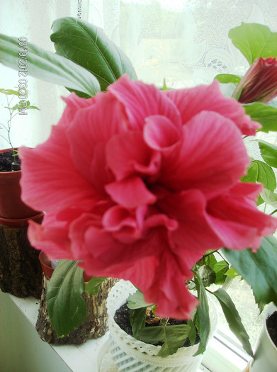 august 2012 155 - hibiscus 2012-1