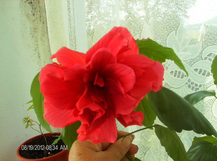 august 2012 146 - hibiscus 2012-1