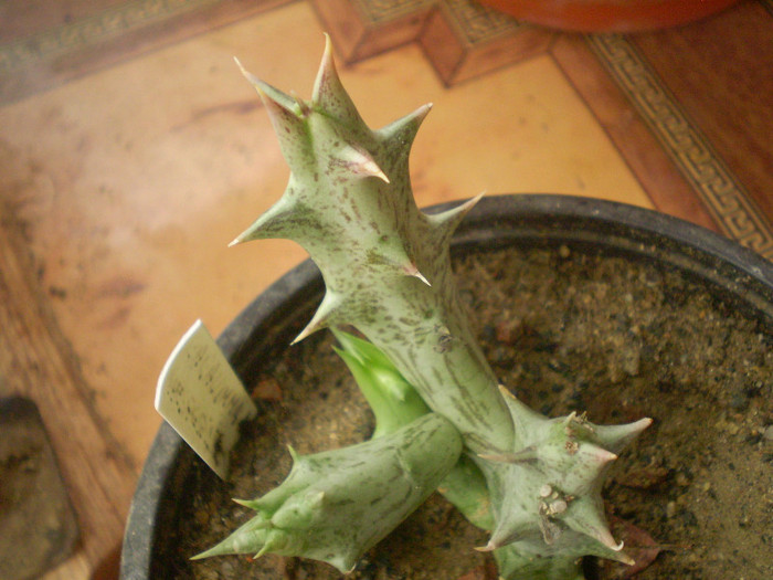 Caralumma hesperidum