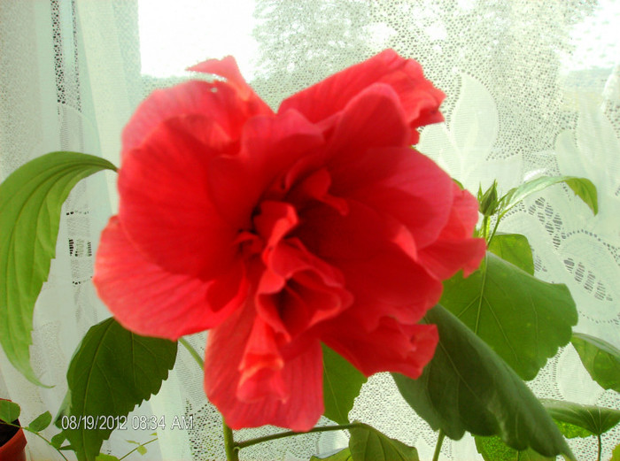 august 2012 148 - hibiscus 2012-1
