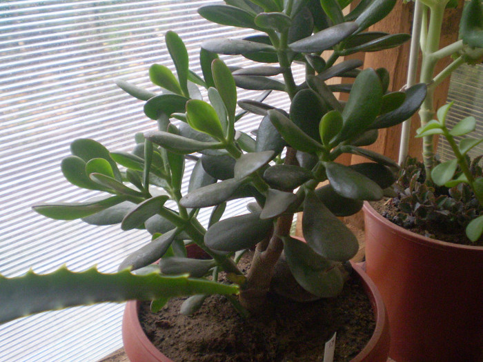 Crassula ovata