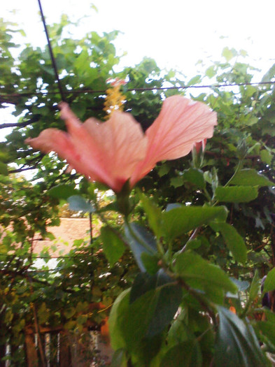 P120701001 - hibiscus 2012-1