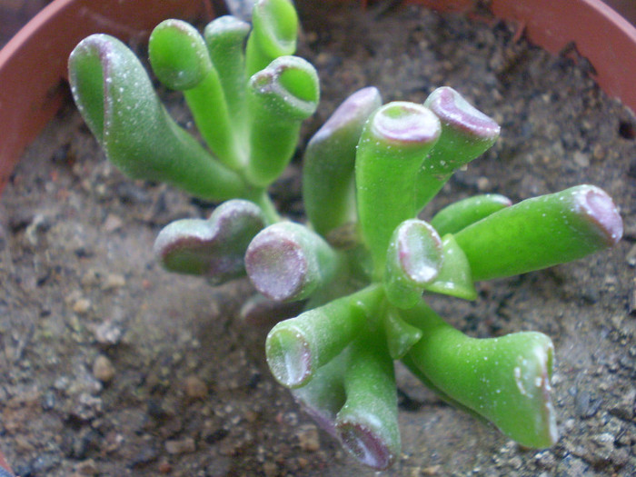Crassula ovata f. monstrosa