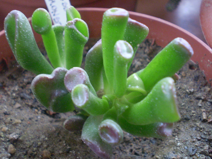 Crassula ovata f. monstrosa