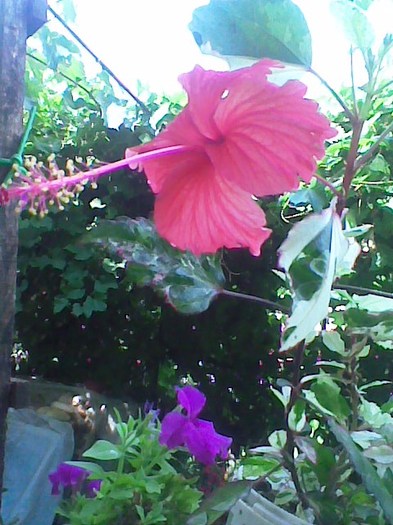 Imag041 - hibiscus 2012-1