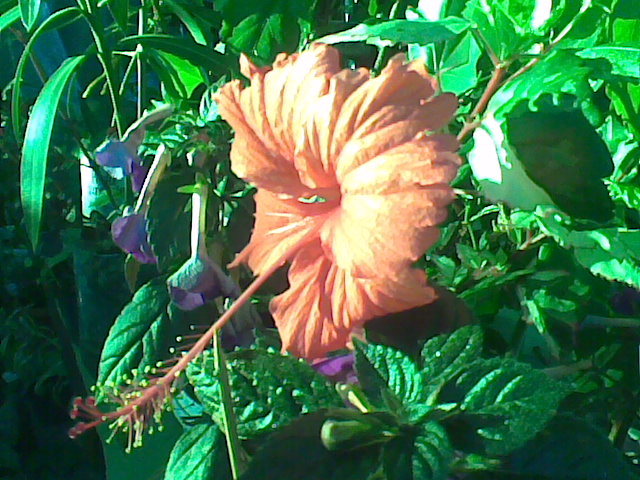 Surinam variegat - hibiscus 2012-1