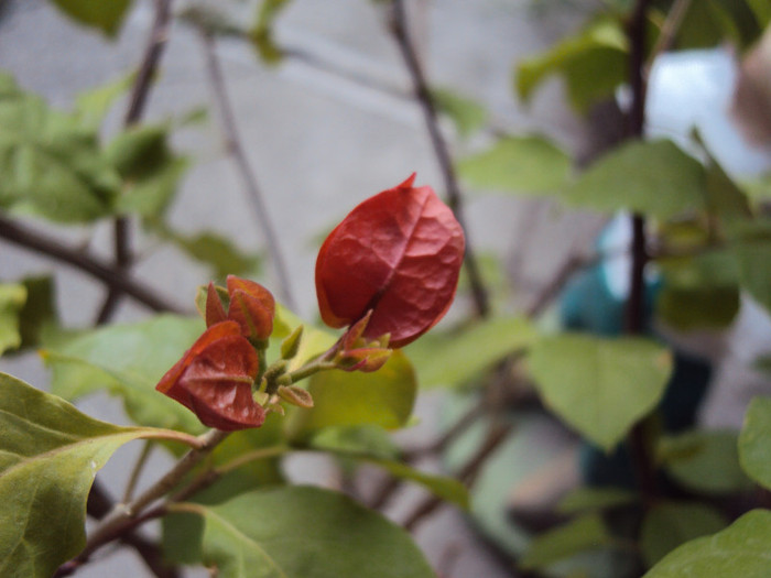 DSC09758 - Bougainvillea- un nou sezon