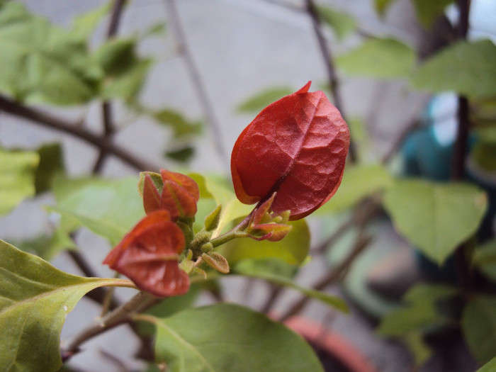 DSC09761 - Bougainvillea- un nou sezon