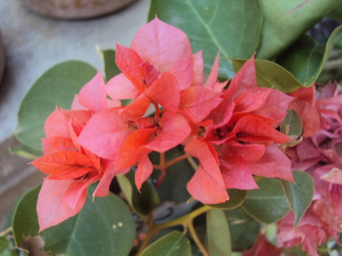 e cea mai frumoasa din cele inflorite - Bougainvillea- un nou sezon