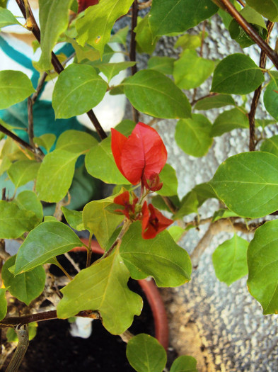 floarea de copacel - Bougainvillea- un nou sezon