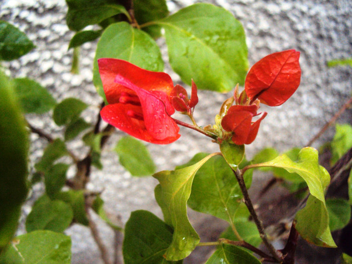 de red, e red :) - Bougainvillea- un nou sezon