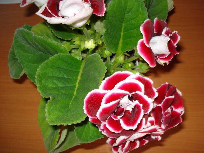  - GLOXINIA  2008 - 2009