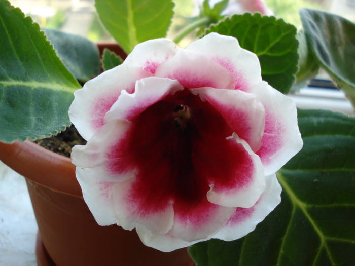 CZWGGUYEAWAHHCQBVQF - GLOXINIA  2008 - 2009