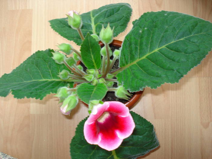  - GLOXINIA  2008 - 2009