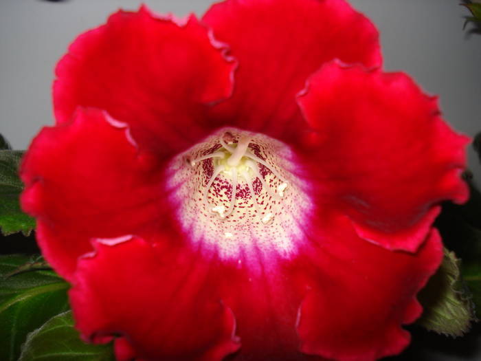  - GLOXINIA  2008 - 2009