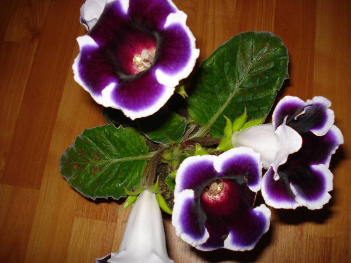 FFBRLVORYUBKTFJMHLG - GLOXINIA  2008 - 2009