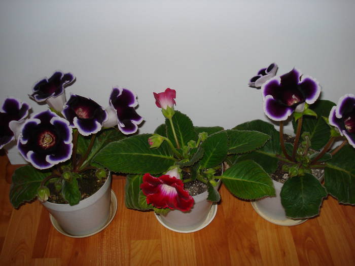 FLTAILLWNWHNTDAVOMR - GLOXINIA  2008 - 2009