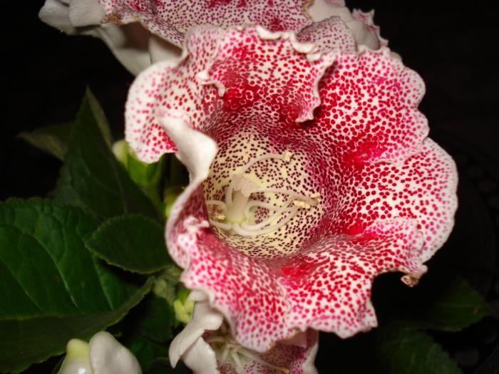 FPBMOSZDOVNVZJXUOIA - GLOXINIA  2008 - 2009