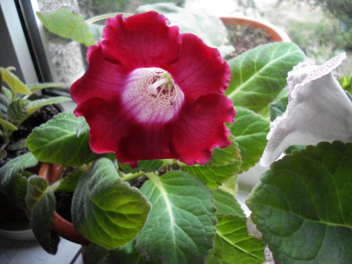  - GLOXINIA  2008 - 2009