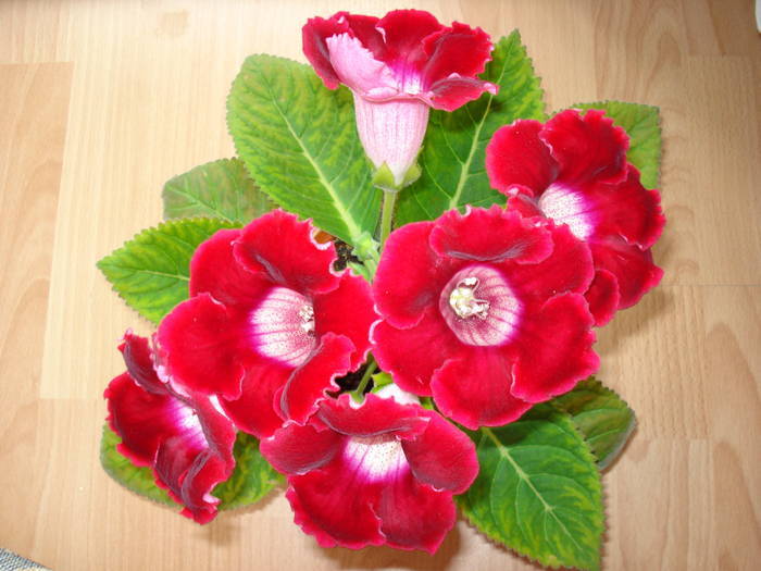  - GLOXINIA  2008 - 2009