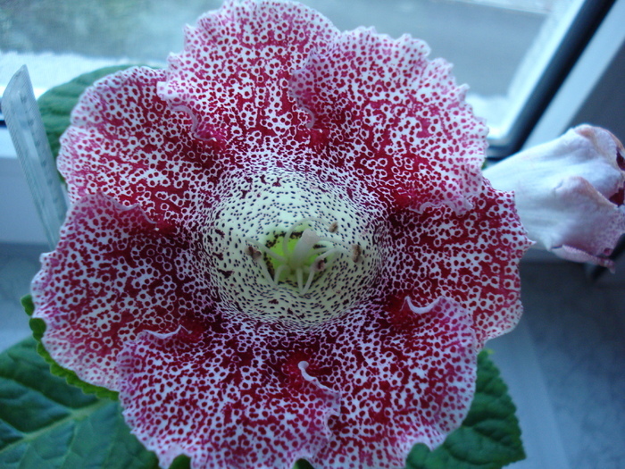 IMCGKQRQRNIZANEQQUA - GLOXINIA  2008 - 2009