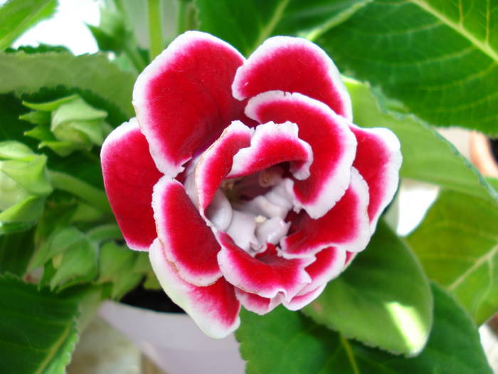  - GLOXINIA  2008 - 2009