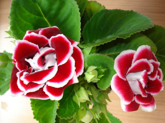  - GLOXINIA  2008 - 2009