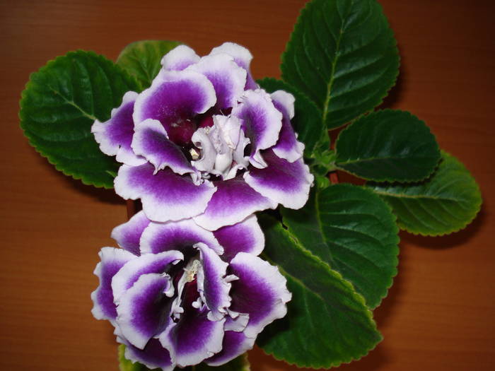  - GLOXINIA  2008 - 2009