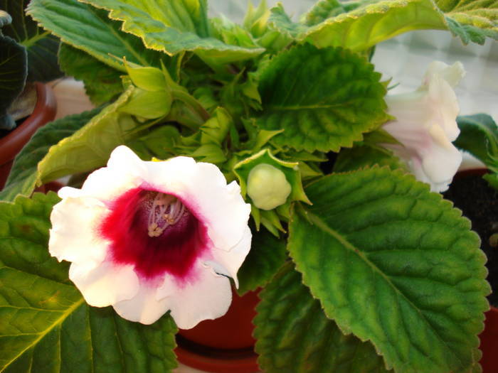  - GLOXINIA  2008 - 2009