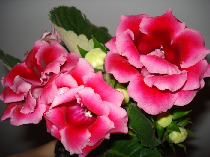  - GLOXINIA  2008 - 2009