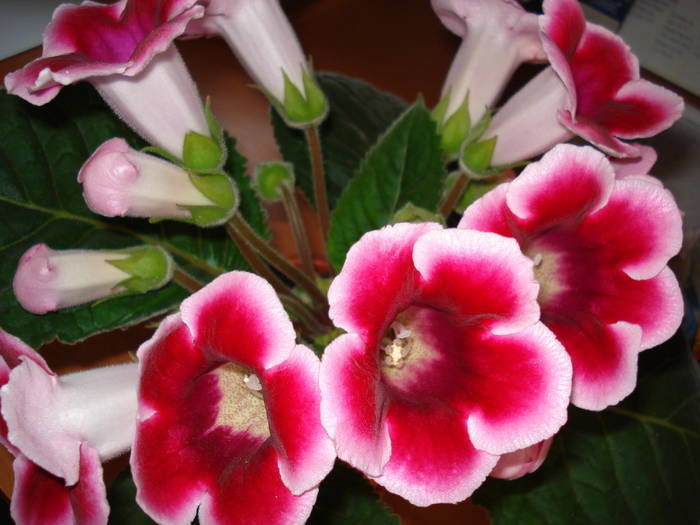  - GLOXINIA  2008 - 2009