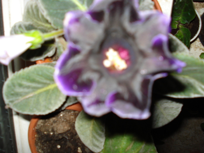  - GLOXINIA  2008 - 2009