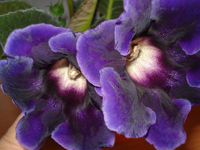  - GLOXINIA  2008 - 2009