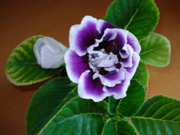  - GLOXINIA  2008 - 2009