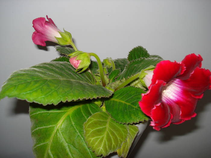  - GLOXINIA  2008 - 2009