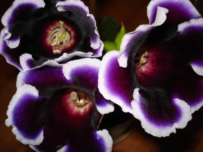  - GLOXINIA  2008 - 2009