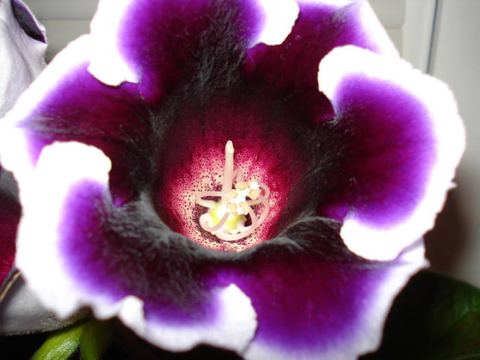  - GLOXINIA  2008 - 2009