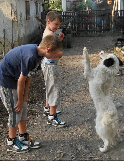 daţi-mi şi mie cărniţă!