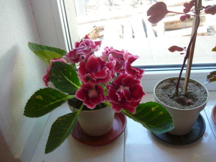 gloxinia - evolutie plante achizitionate