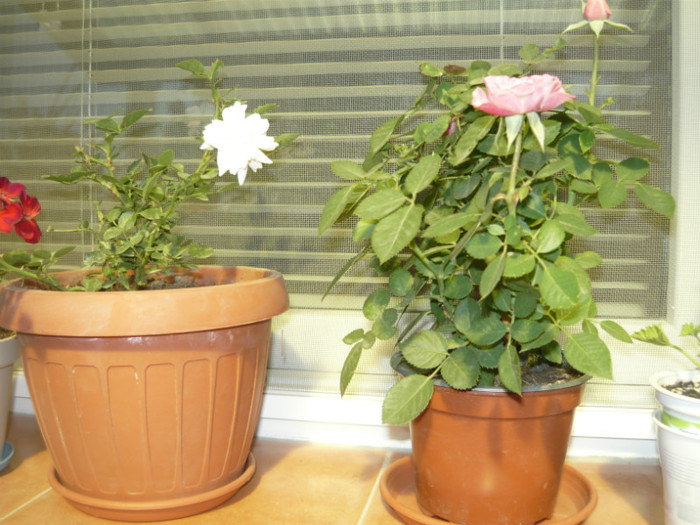 trandafir pitic roz - evolutie plante achizitionate