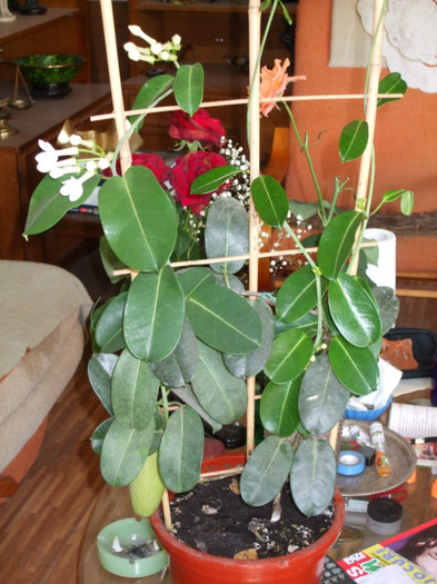 Stephanotis floribunda 2 - Stephanotis