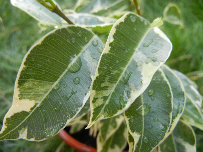 Ficus benjamina Variegata (2012, Aug.25)