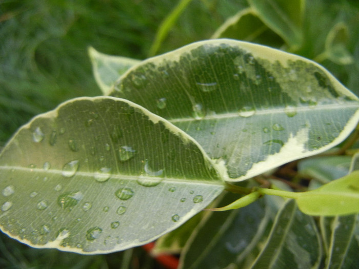 Ficus benjamina Variegata (2012, Aug.25)